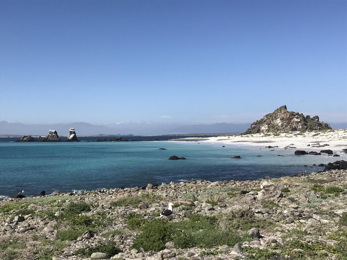 Las Hualas Punta de Choros Exterior foto